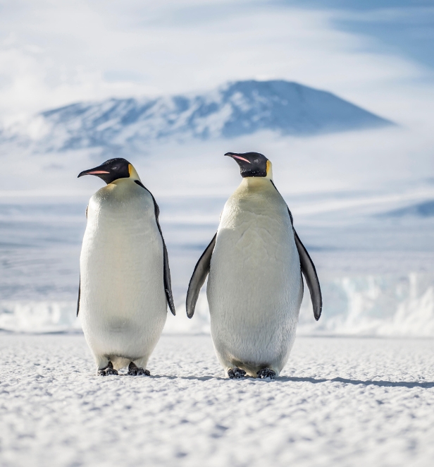 Two penguins standing in the snow in Antarctica