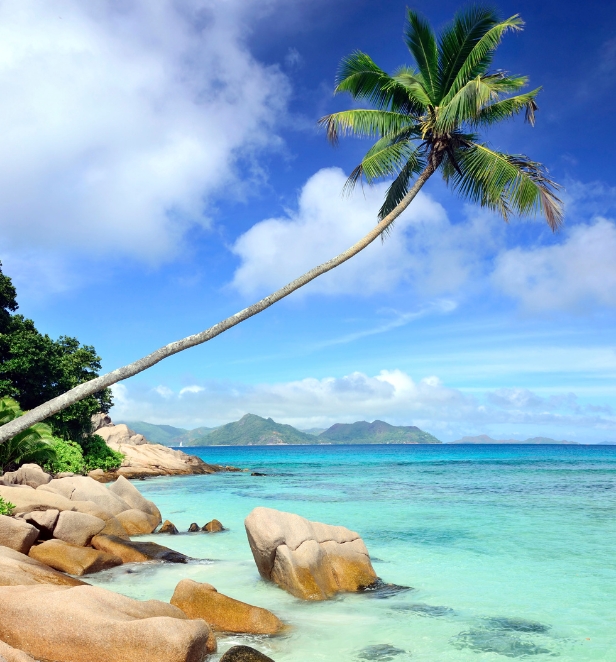 Palm tree sticking out over some rocks submerged in the bright blue waters of the Seychelles