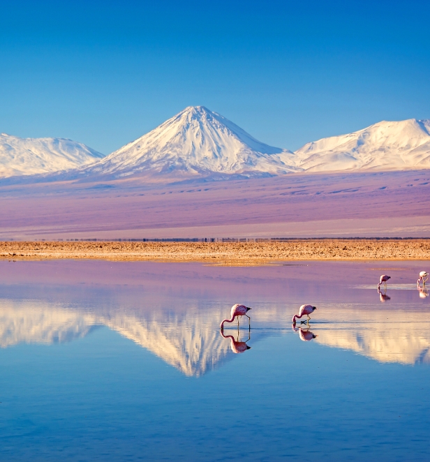 Flamingoes in still eater infront of snowcapped mountains and a blush pink landscape